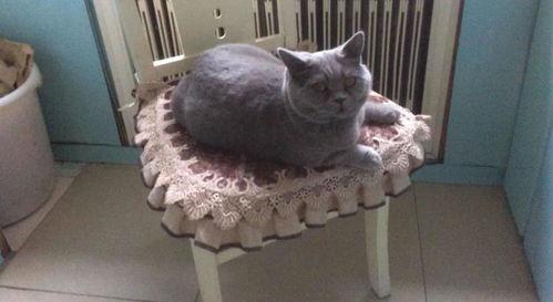 娱乐吃瓜猫捉鸟是真的吗,娱乐吃瓜猫捉鸟事件，真相究竟如何？